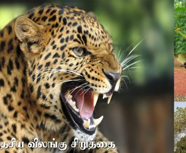 Leopard Archives - Tamil Heritage